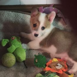 Australian Cattle Dog and Pembroke Welsh Corgi Puppies from Heelers in Texas