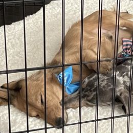 Dachshunds from Oscar Meyer’s Weenies
