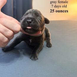 Gray Collar - Gray female Cane Corso puppy in Sullivan, Missouri from Midwest Cane Corso in Action