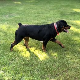 Keita - Rottweiler
