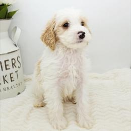 Oregano - Red male Bernedoodle puppy in Granton, Wisconsin from Rose River Farms