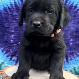Labrador Retriever Puppies from Trust in the Lord Labradors