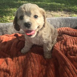 Cocker Spaniel puppies from Gates Cocker Spaniels