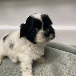 Girl 3 - Black and white female Shih Tzu puppy in Maxwell, California from Suzie Q Shitzu’s