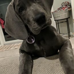 Great Dane Puppies from A Spot Of Blue Great Danes
