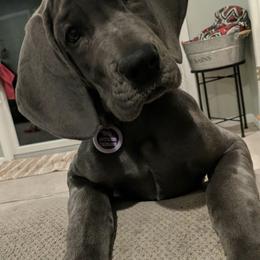 Great Dane Puppies from A Spot Of Blue Great Danes