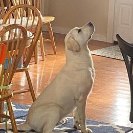 Boomer - Labrador Retriever