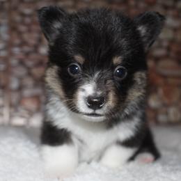Reese - Black and tan male Pembroke Welsh Corgi puppy in Washington from Castle View Royal Rumps