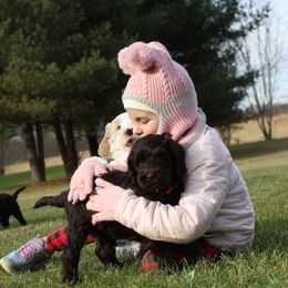 Australian Labradoodle Puppies from IvyLane Labradoodles