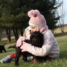 Australian Labradoodle Puppies from IvyLane Labradoodles