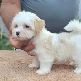 Cavachon, Cavalier King Charles Spaniel, Cavapoo, and Havanese Puppies from Peaks Pups & Cavachon Love Chocolate Cavaliers, Cavaliers, Cavachon’s, Cavapoos & Havanese