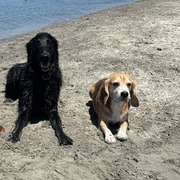 Dachshunds from Hatadox