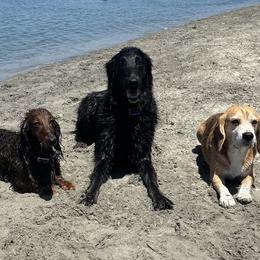 Dachshunds from Hatadox