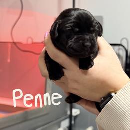 Cream Collar - Black female Labrador Retriever puppy in Manchester, Maryland from TMK Labradors