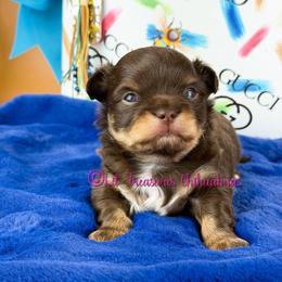 Jino - Chocolate and tan male Chihuahua puppy in Anderson, South Carolina from Lil Treasures Chihuahuas