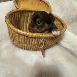 George Bailey - Chocolate, tan and white male Yorkshire Terrier puppy in Hudson, Florida from MCM Acres