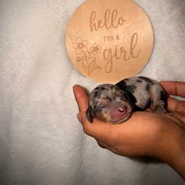 Baylie - Dapple female Dachshund puppy in Colbert, Georgia from Southern Drawl Dachshunds