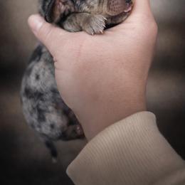 CKC Roman - Dapple male Dachshund puppy in White Cloud, Michigan from West Michigan Dachshund
