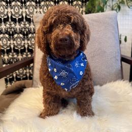 Brownie - Chocolate male Goldendoodle puppy in Davie, Florida from Daviegoldendoodles