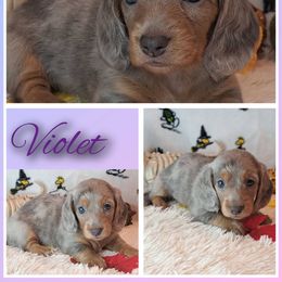 Violet - Dapple female Dachshund puppy in Winter Haven, Florida from Gateway 2 Little Paws