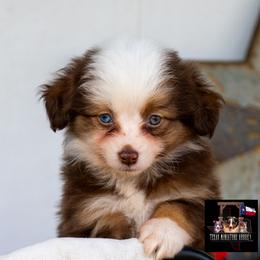 Sweetheart - Red tri female Toy Australian Shepherd puppy in Granbury, Texas from Best Little Aussies