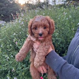 Poppy - Red female Cavapoo puppy in California from Tinkerpups