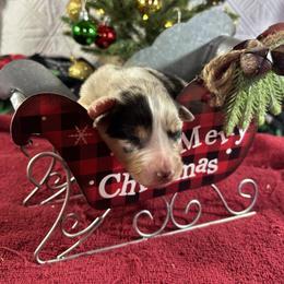 Blue girl - Blue merle female Australian Shepherd puppy in Loganville, Georgia from Howell Aussies