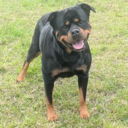 Rottweiler puppies from Baker Pastures