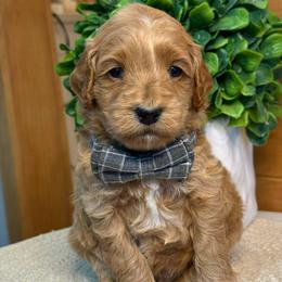 H-Blue Boy - Red  male Goldendoodle puppy in Lewisville, Texas from Texas Goldendoodle Lovers