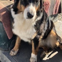 Australian Shepherds from Single Oak Ranch
