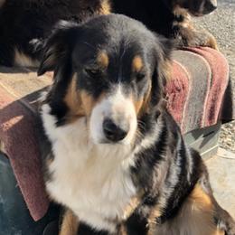 Australian Shepherds from Single Oak Ranch