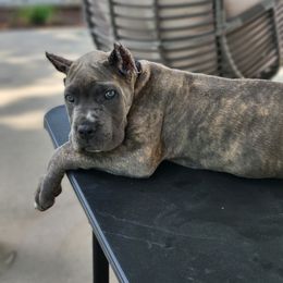 Cane Corso Puppies from Jolaw Kennel