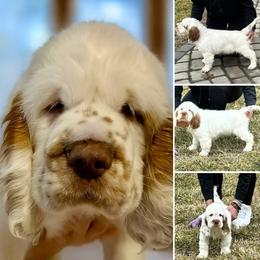 Sprngsteen - White male Clumber Spaniel puppy in Stafford Springs, Connecticut from Mixed Signals Farm
