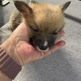 Girl 3 - Red female Pembroke Welsh Corgi puppy in Moulton, Alabama from Reed's Pembroke Corgi Welsh