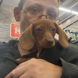 Daisy - Dachshund