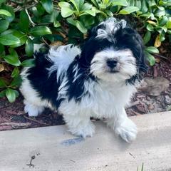 Havana Silk Dog and Havanese Puppies from Dunhill Havanese