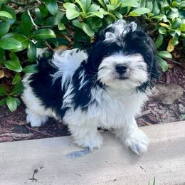 Havana Silk Dog and Havanese Puppies from Dunhill Havanese