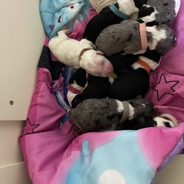 Double Doodle Puppies from Kirkham Doods