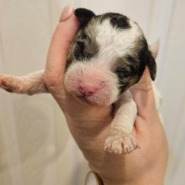 Betty - Blue merle female Bernedoodle puppy in Galena, Illinois from Perry's doodles