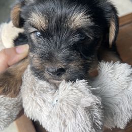 Miniature Schnauzer and Yorkshire Terrier Puppies from Copper Rose Farm