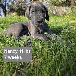Great Dane Puppies from DeVine Danes