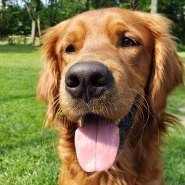 Golden Retrievers from Double D Ranch Golden Retrievers