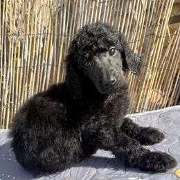 Watson (Martika) - Silver male Poodle puppy in Meadowbrook, California from Standard Poodle Pups