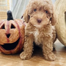 Brown Collar - Apricot male Goldendoodle puppy in San Augustine, Texas from Vintage Doodles