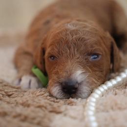 Toby - Red  male Goldendoodle puppy in Naples, Florida from Goldendoodles Of Naples,INC