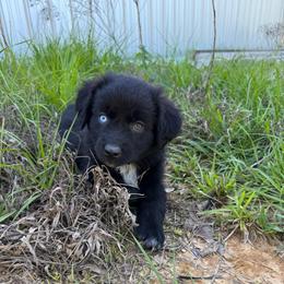 Storm - Black & white male Australian Shepherd puppy in Newton, Mississippi from Bright Star Aussies