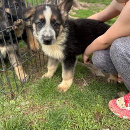 Light blue male - Panda male German Shepherd puppy in Columbiana County, Ohio from Das Müller Hund Haus