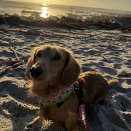 Tucker - Dachshund