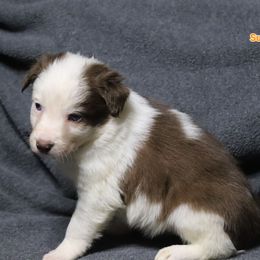 Sunkist - Red female Border Collie puppy in Richmond, Maine from Lil Maine Border Collies