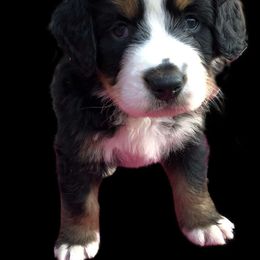 Bernese Mountain Dog Puppies from Willow Creek Bernese Mountain Dogs